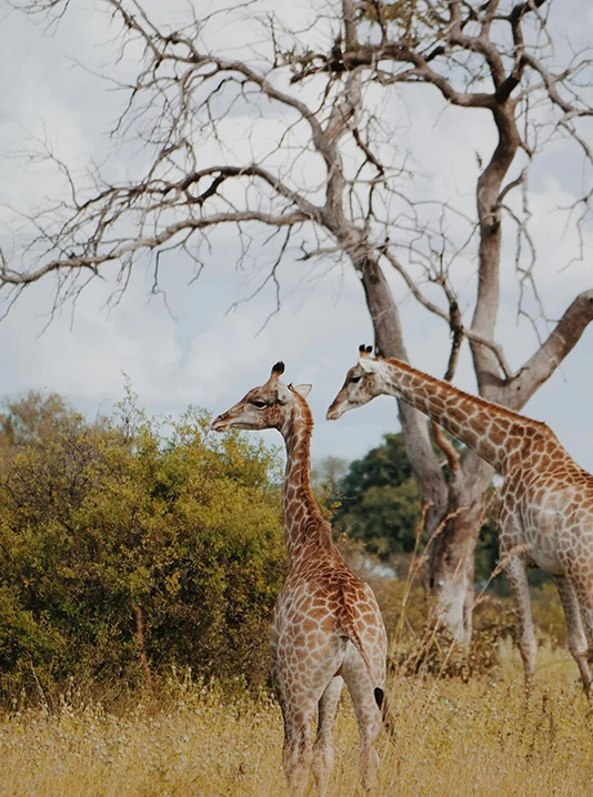 Botswana Afrikanischen Busch Hochzeitsreise online Reisebüro webook.ch