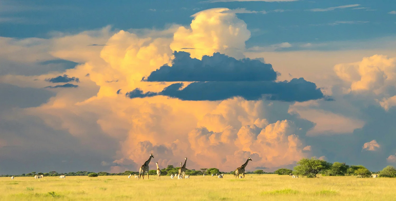 Romantische Safari-Abenteuer – Unvergessliche Hochzeitsreise durch Botswana Online Reisebüro webook.ch
